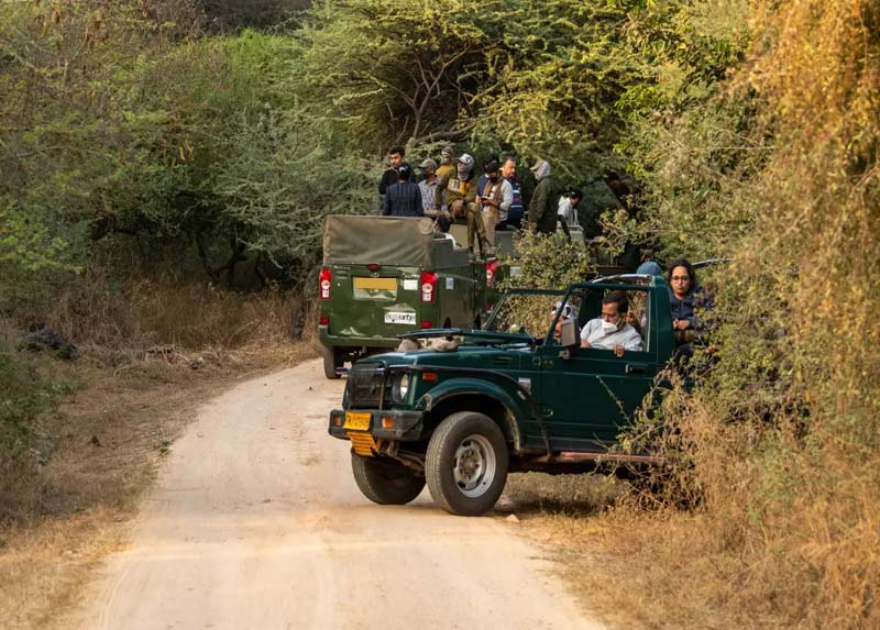 Jhalana Leopard Safari Tour Jaipur