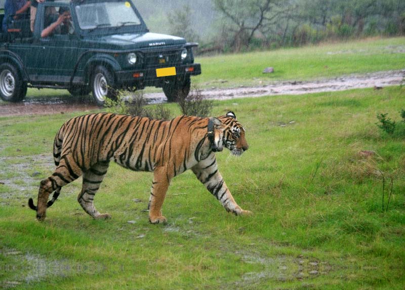 9 Days Rajasthan Wildlife Tour