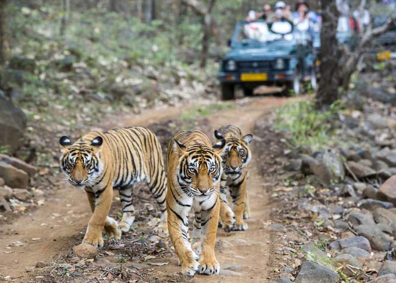 8 Days Golden Triangle Tour with Ranthambore